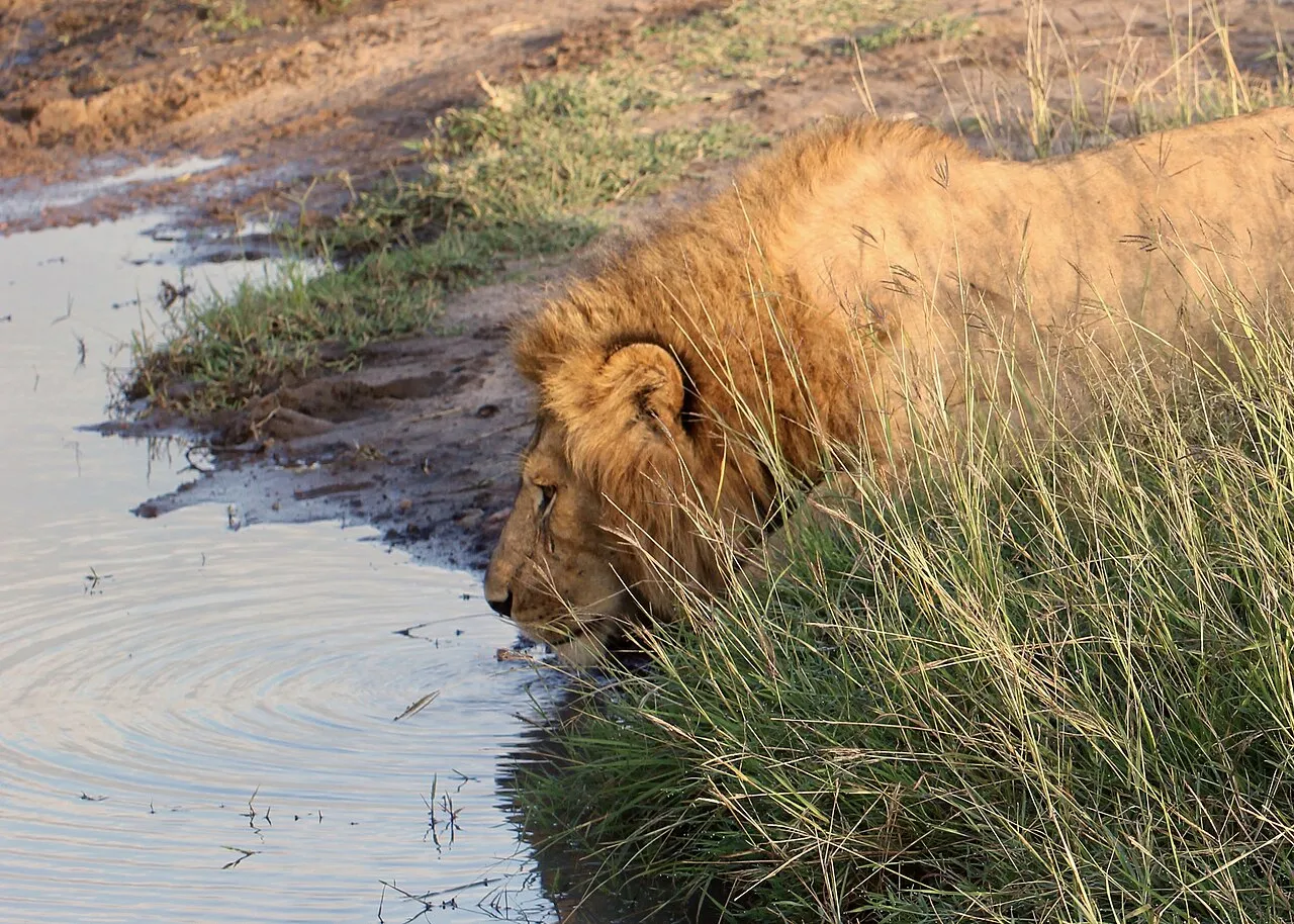 Male lions at dawn at the Maasai Mara. Kenya, June 2018.