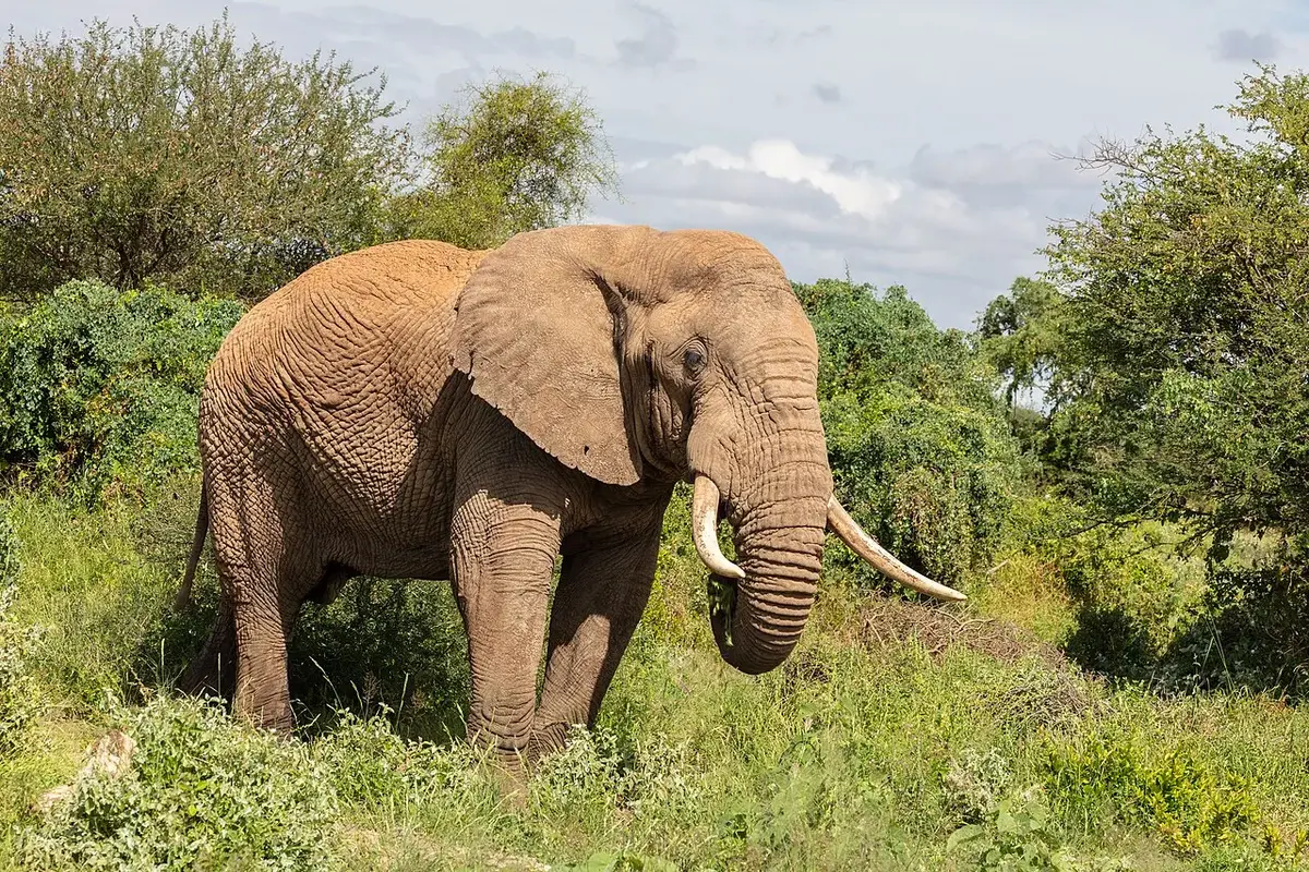 African bush elephant ( Loxodonta africana ), Amboseli National Park, Kenya