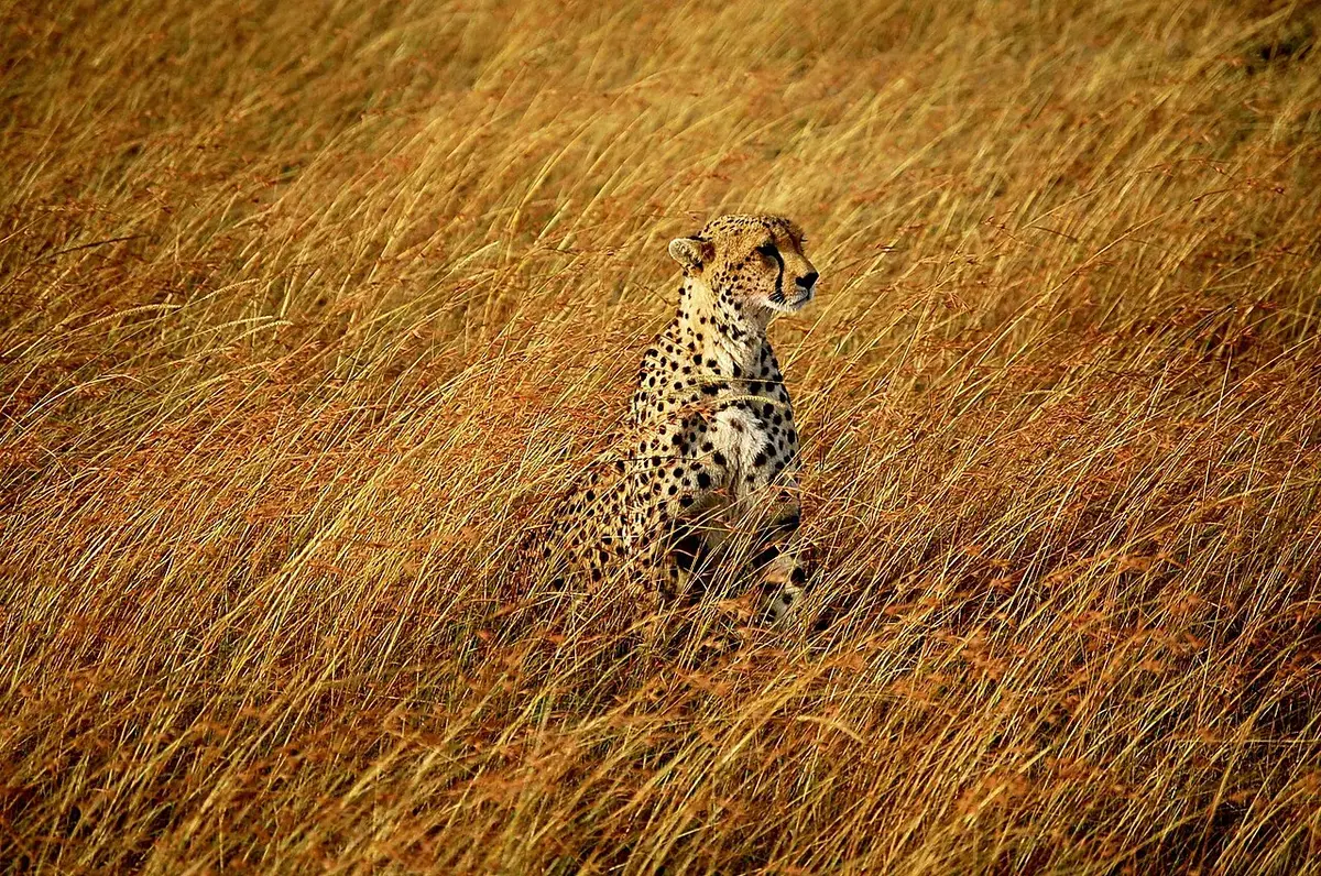 Cheetah in Maasai Mara, Kenya.