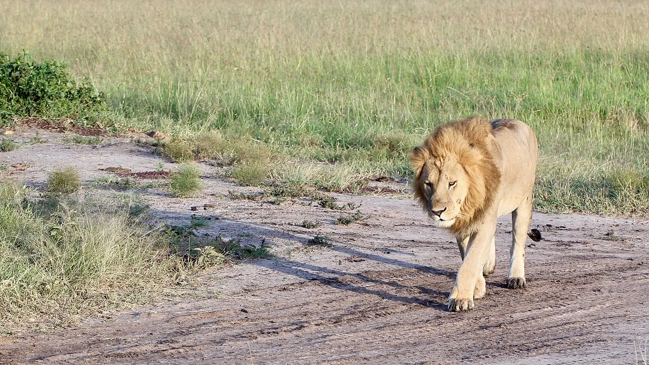 Male lions at dawn at the Maasai Mara. Kenya, June 2018.