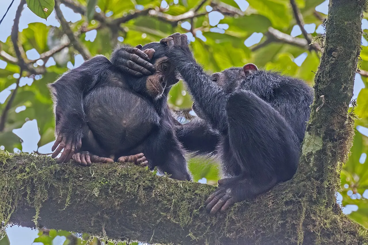 Protea Hotel Entebbe on day 1 of Uganda: Chimpanzee Trails & Gorilla Encounters