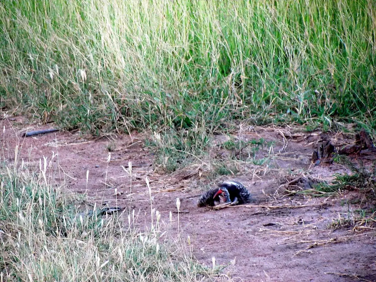 Wildlife and game drives near Kilindi Zanzibar in Matemwe & Mnemba Atoll