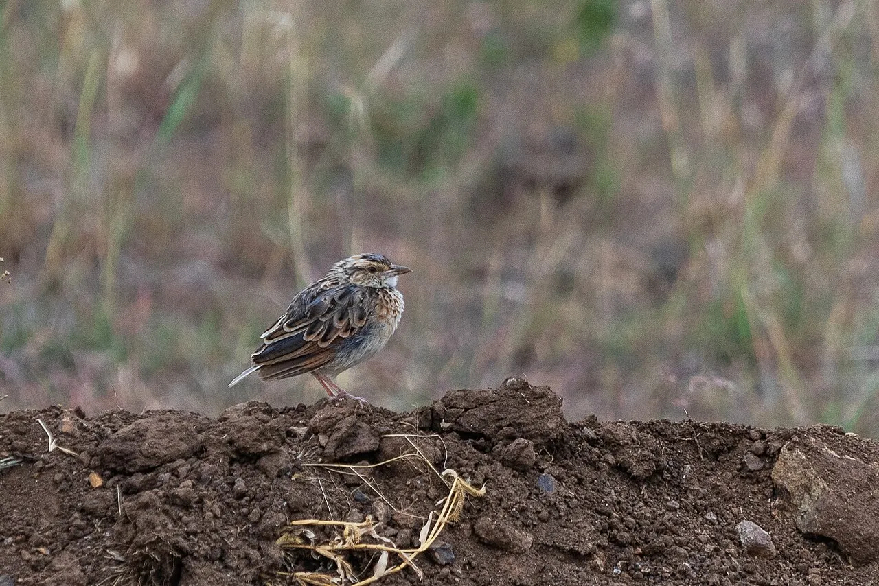 Officially opened in 1946, Nairobi National Park was the first national park established in Kenya. Maasai pastoralists were removed from their lands when the park was created.The park has a large and diverse wildlife population. (Wikipedia) Fawn-coloured Lark (Mirafra africanoides)
