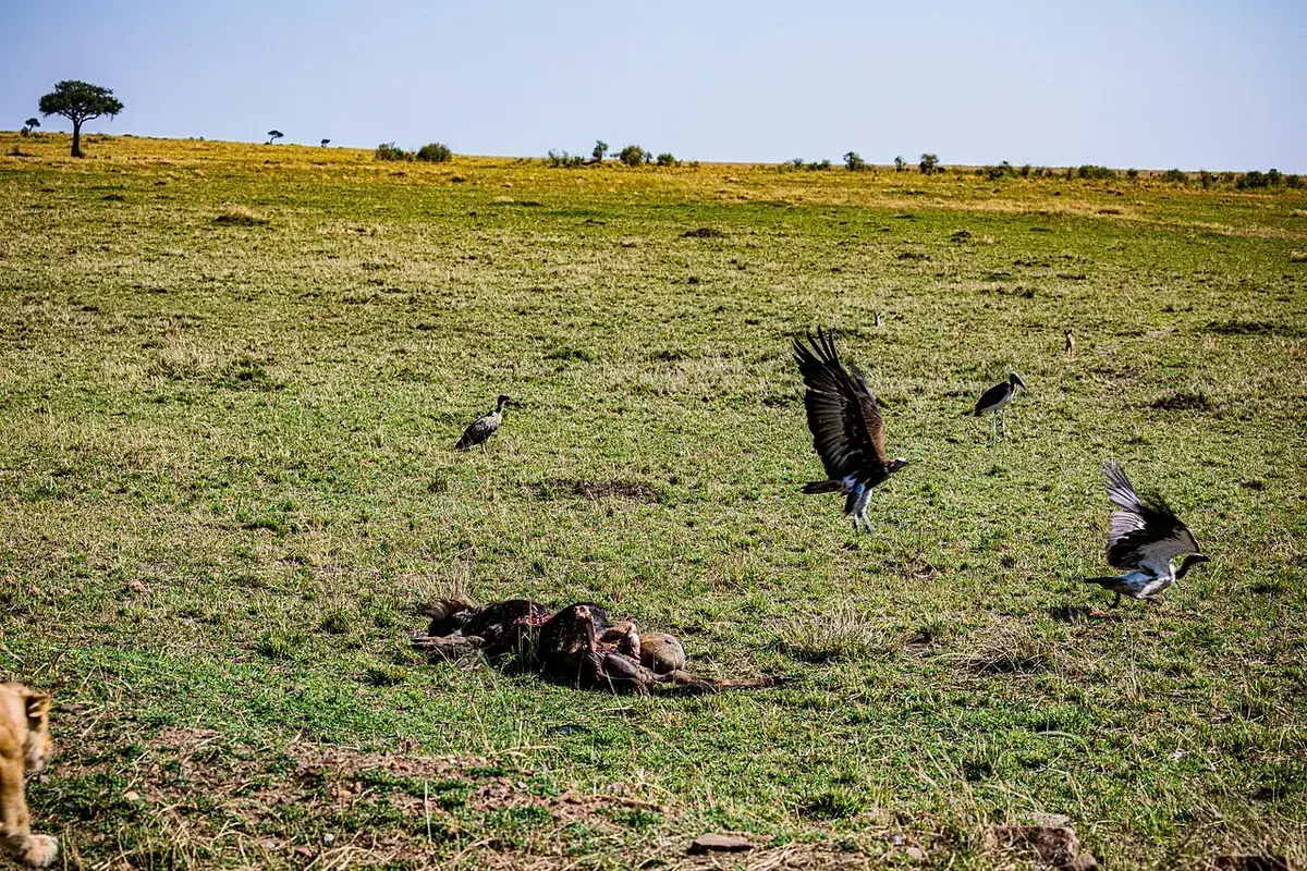 This is an image with the theme " Rites and Rituals " from: