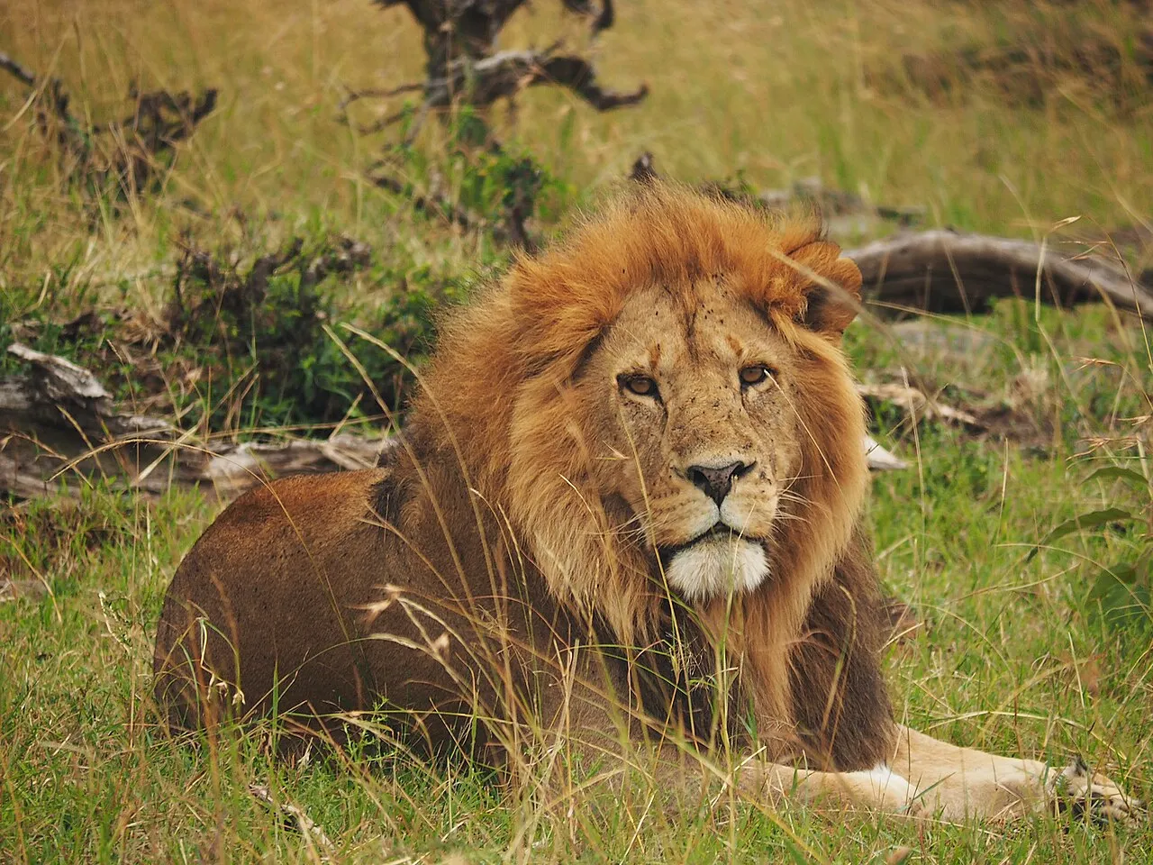 Lions @ Maasai Mara