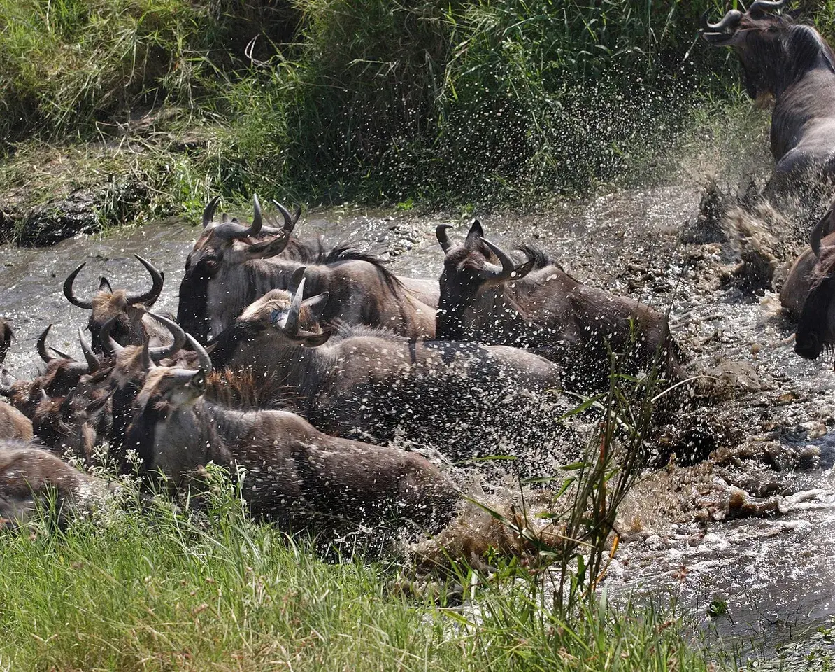 A lion has attacked the drinking wildebeest. They escape in panic up from the Grumeti river in western Serengeti.Photo by:Jan Fleischmann