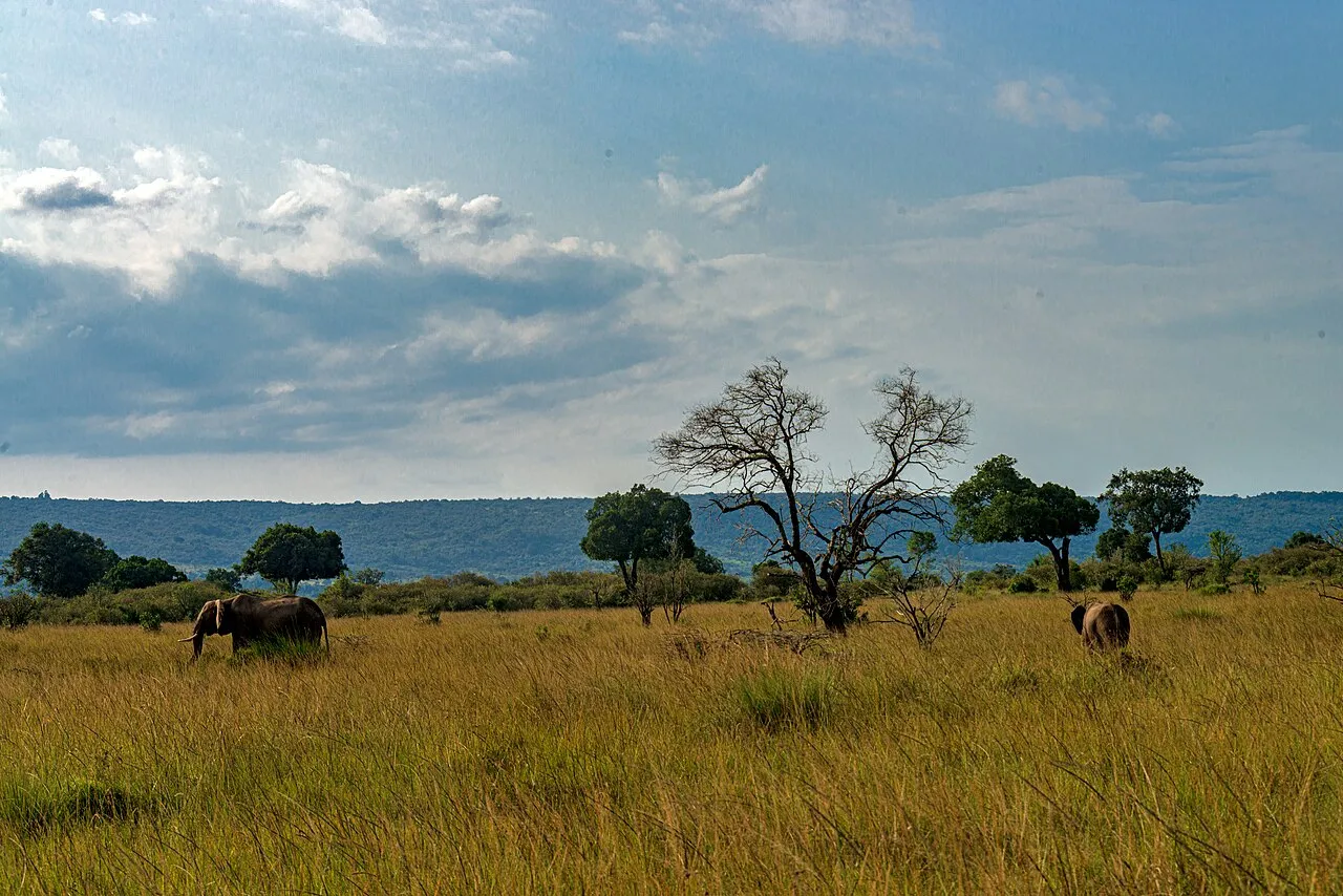 Private safari vs group tour: which is right for you?