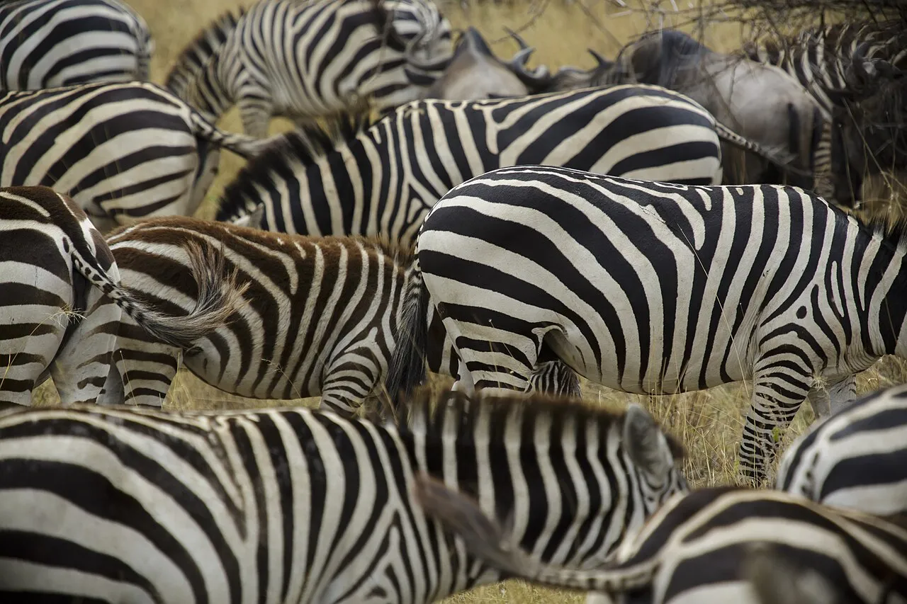 Serengeti National Park, Tanzania - Zebra - Equus quagga - The image was taken during 5 weeks of traveling on an overlander camping tour through east and south Africa in 2015. - Die Aufnahme entstand bei einer 5-wöchigen Campingtour durch das südliche und östliche Afrika im Jahr 2015.