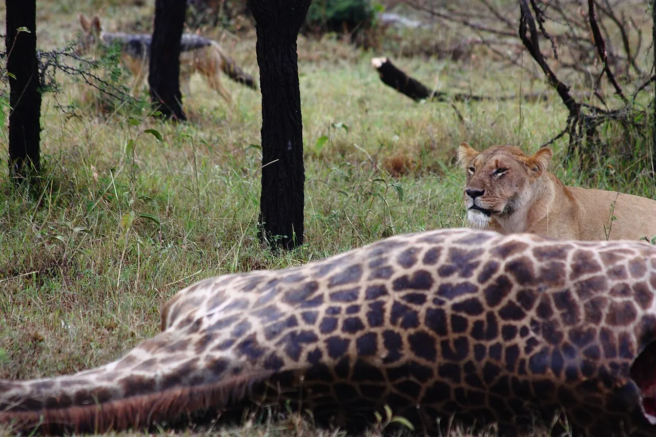 Mara Conservancy by Air: Your All-Inclusive Bush Escape — 5 Days / 4 Nights luxury safari in Mara Conservancies, Kenya
