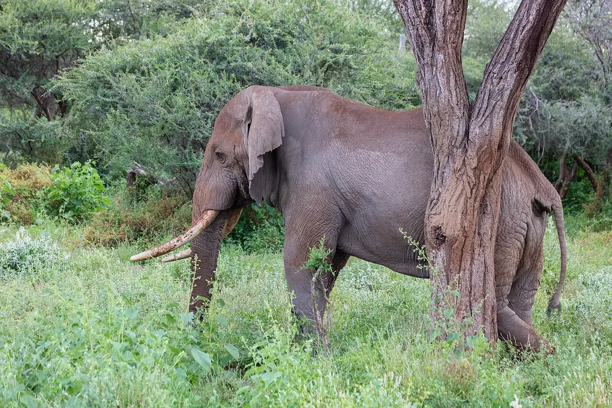 African bush elephant ( Loxodonta africana ), Amboseli National Park, Kenya