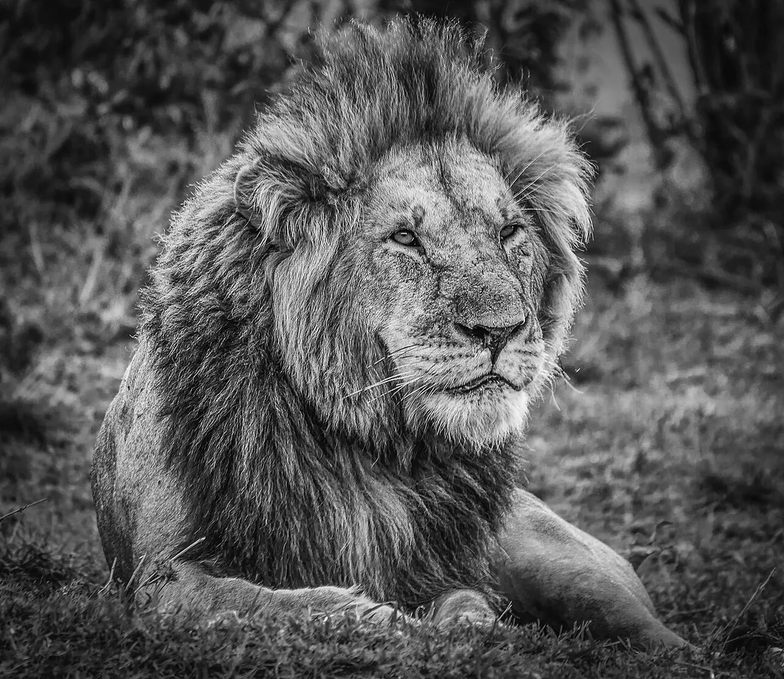 King! Maasai Mara Kenya