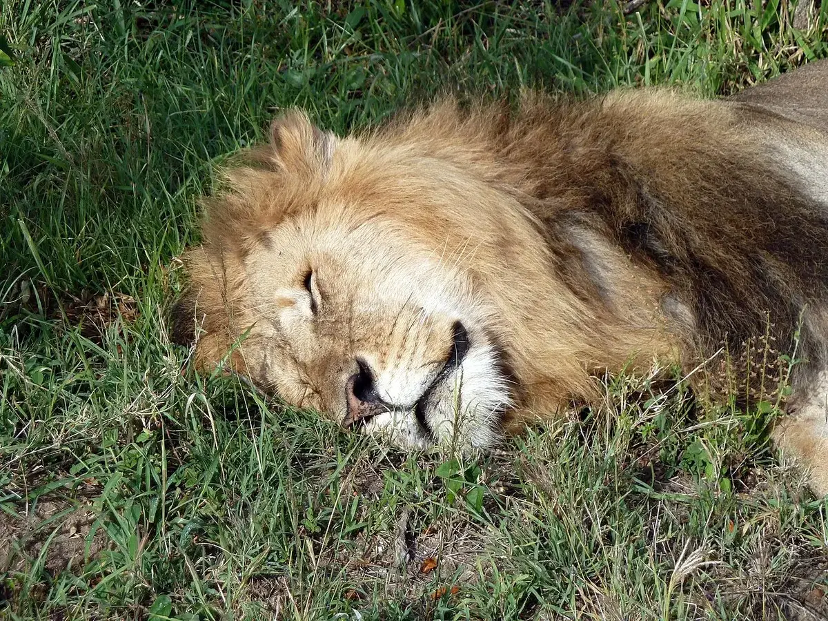 Maasai Mara National Park.Sleeping Lion