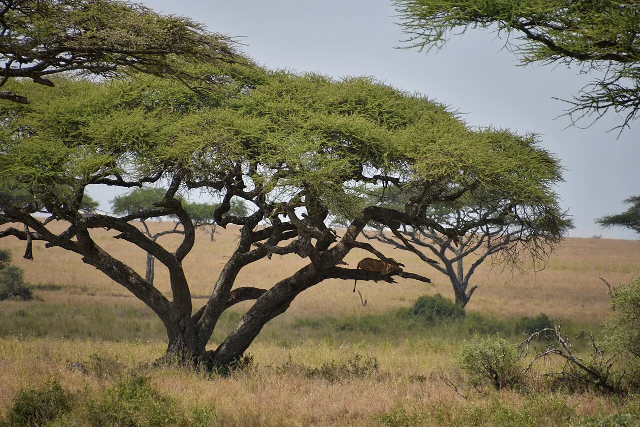 Serengeti landscape (6)