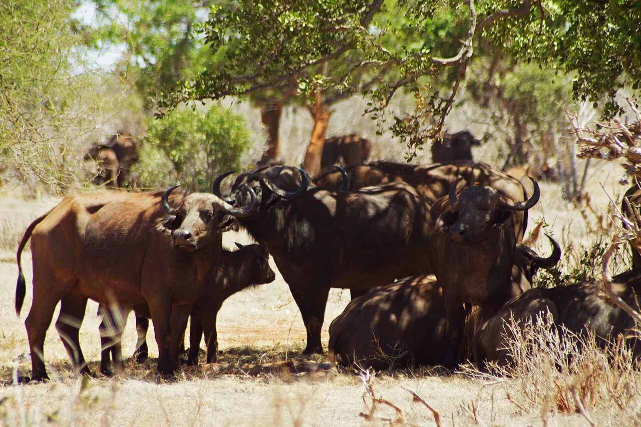 A day safari in the large and less developed Tsavo East National Park in eastern Kenya.