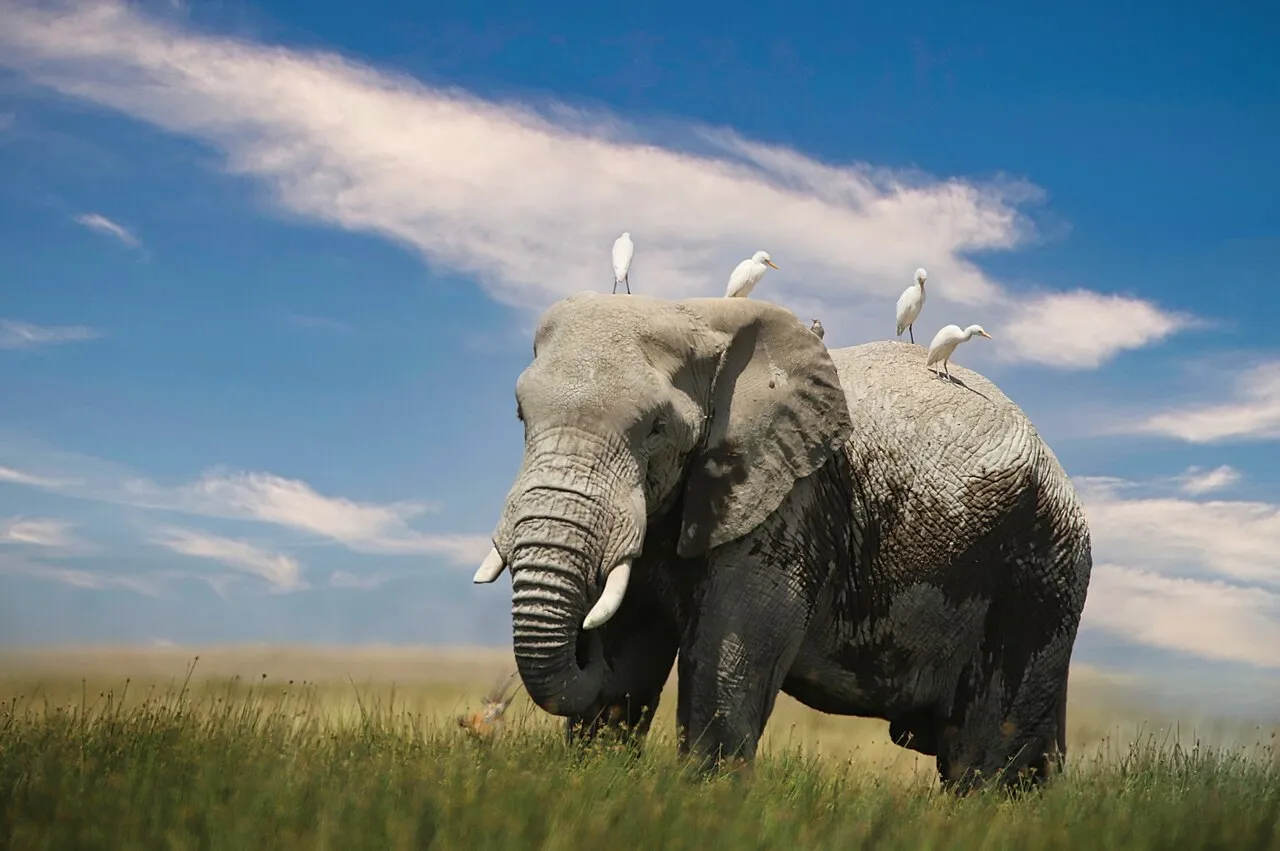 African elephant