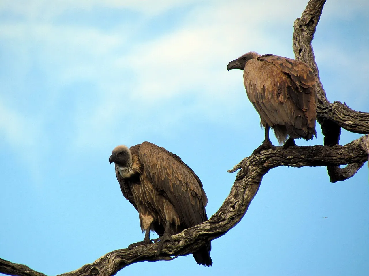 Wildlife and game drives near Kentmere Club Limuru in Nairobi National Park