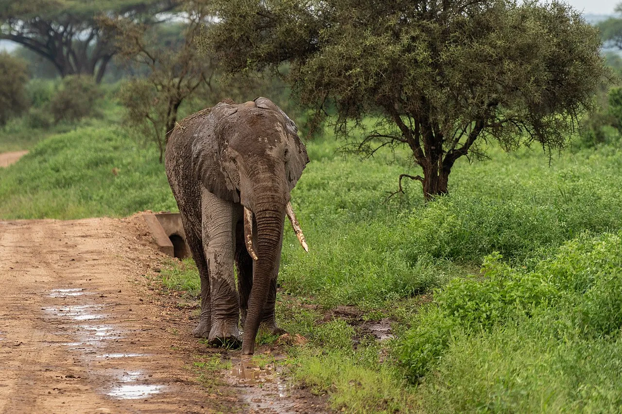 Elephant. Kajiado County
