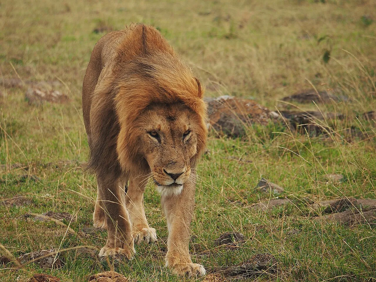 Lions @ Maasai Mara