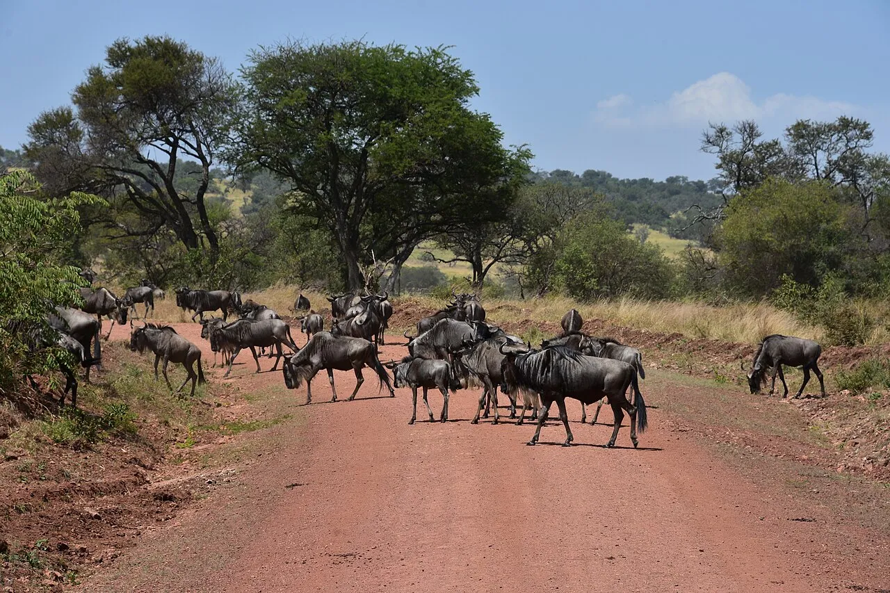 Wildebeest on the Great Migration in the northern Serengeti (7)