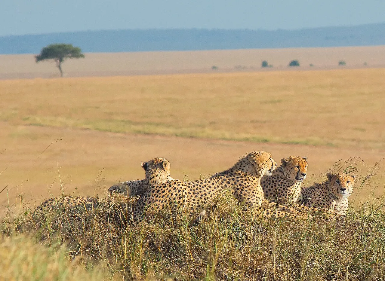 Cheetahs, Maasai Mara, Kenya