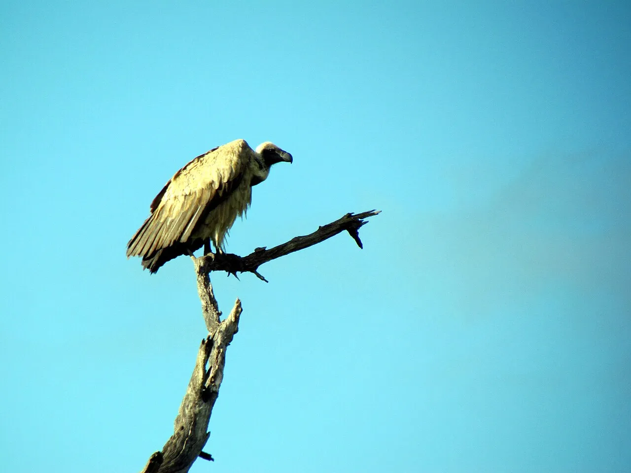 Wildlife and game drives near Fairmont The Norfolk in Nairobi National Park
