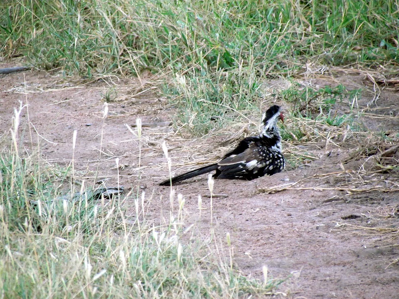 Wildlife and game drives near Vipingo Ridge in Kilifi & Vipingo