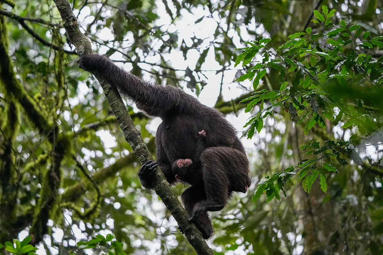 Wait for behaviour, not just a pose: 006 Chimpanzee mother and baby at Kibale forest National Park Photo by Giles Laurent