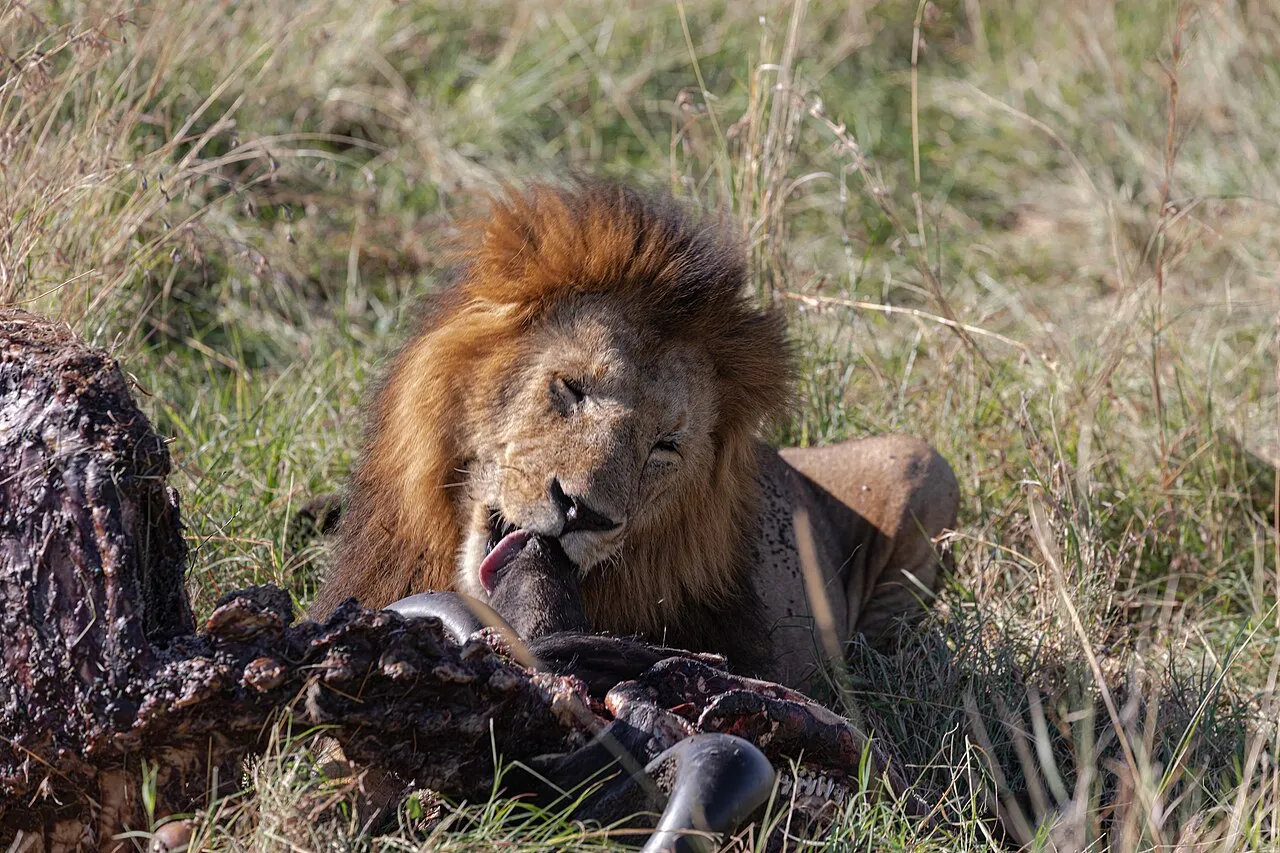 A lion eating a buffalo
