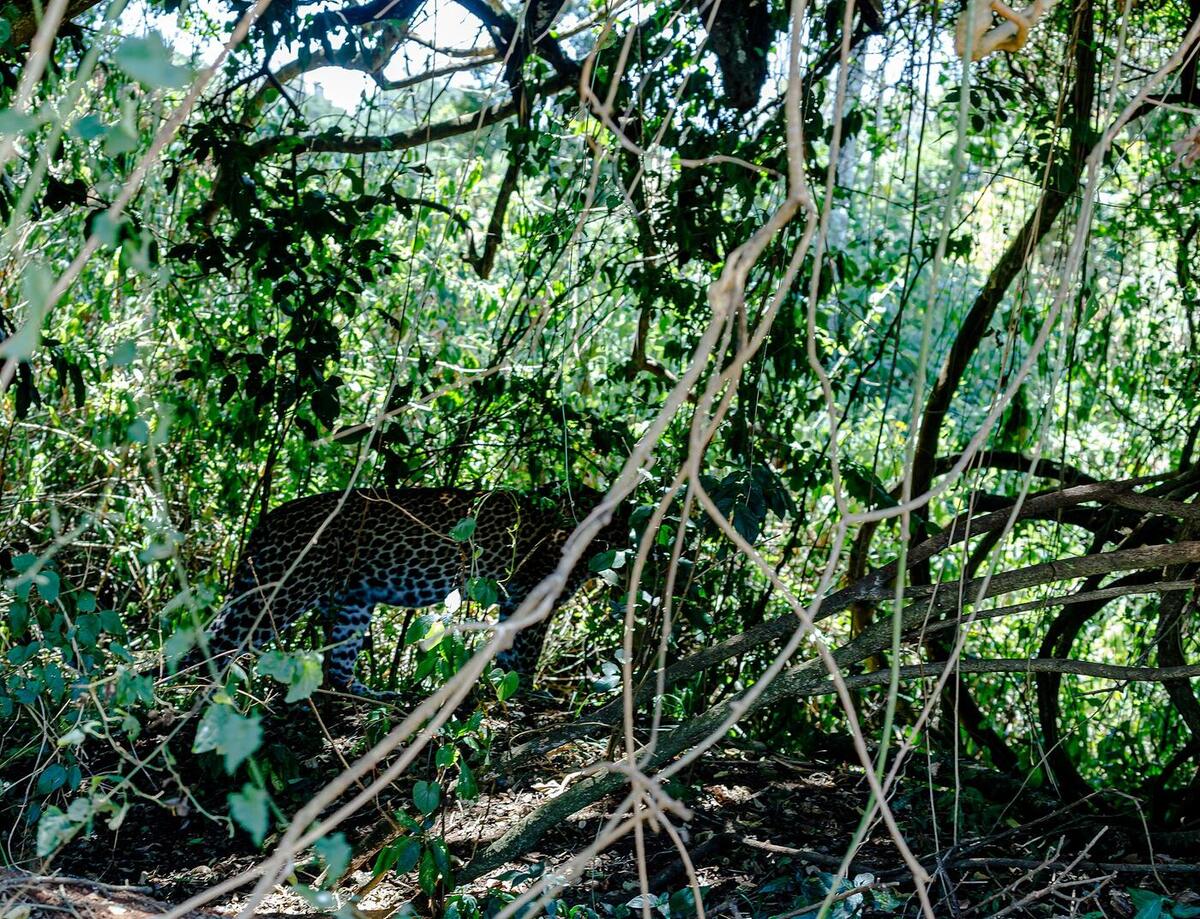 Aberdare National Park