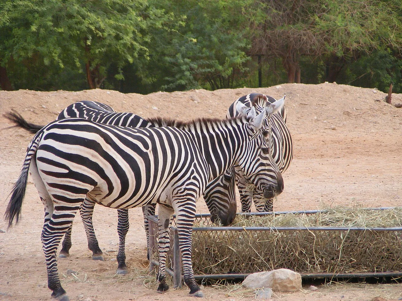 A group of Masai Zebra settles down to a late lunch. Pity these creatures hae to spend all their lives in a sand pit. In the wild, they live in more lush surroundings. The plains zebra, also known as the common zebra or Burchell's zebra, is the most common and geographically widespread species of zebra. It ranges from the south of Ethiopia through East Africa to as far south as Botswana and eastern South Africa. For pictures of the Masai Zebra in the wild, see my Kenya Animals set. (Al Ain, UAE,