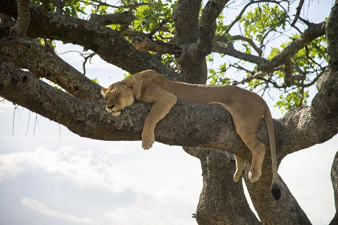 Lioness ( Panthera leo ) in the Masai Mara Game Reserve, Kenya.