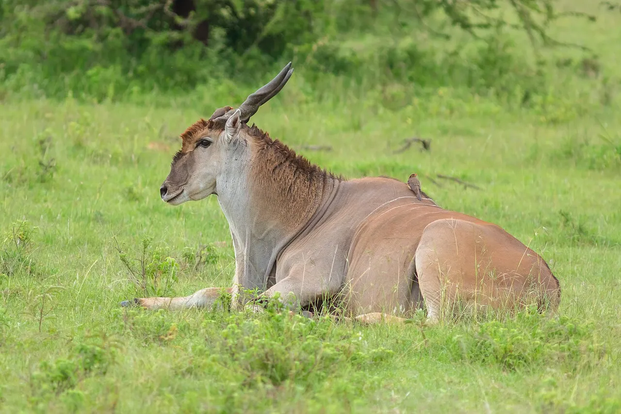 Fitting all five into one trip: Eland común (Taurotragus oryx), reserva natural Masái Mara, Kenia, 2024-05-20, DD 08