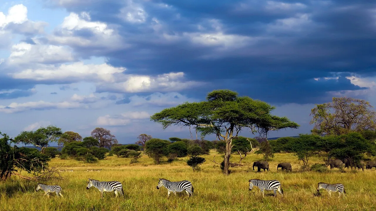 A family of zebras moves quietly through the tall grass in Tarangire National Park, Tanzania. The group stays close together as they graze, their black-and-white stripes creating a rhythmic pattern across the sunlit savannah. Acacia trees rise in the background, and distant elephants appear faintly behind them, but the focus remains on the zebras — a cohesive unit navigating the vast East African landscape as one.
