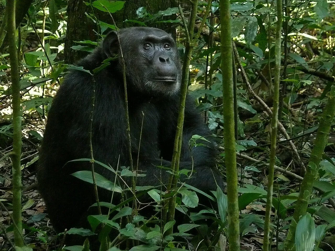 Kibale Forest NP, UGANDA