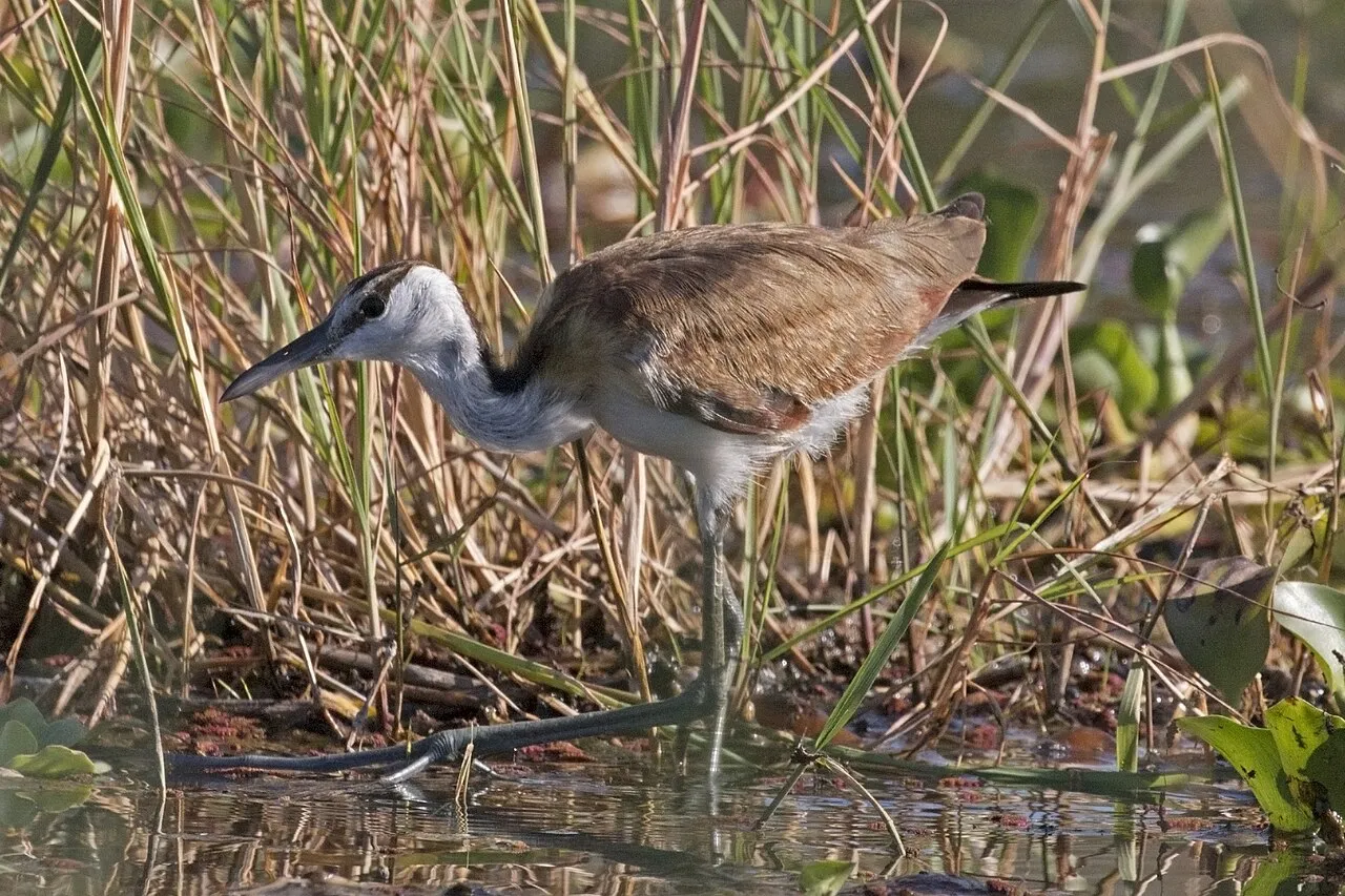 African jacana ( Actophilornis africanus ) juvenile, Lake Baringo, Kenya
