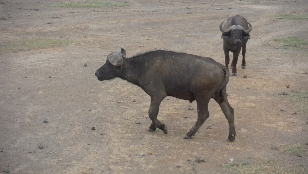 Buffaloes.