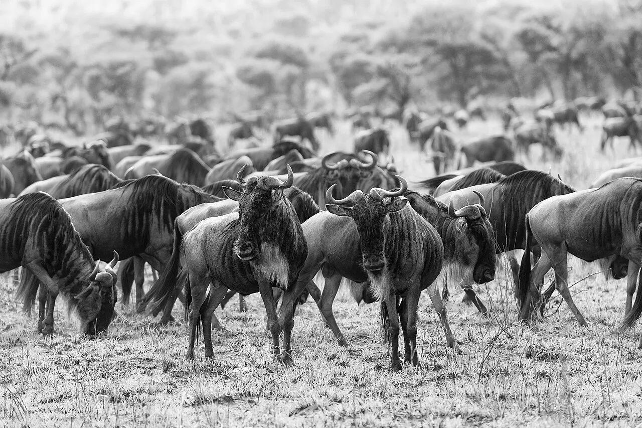 This group of wildebeest crossed the Mara early, and had already reached the Central Serengeti when we were passing.