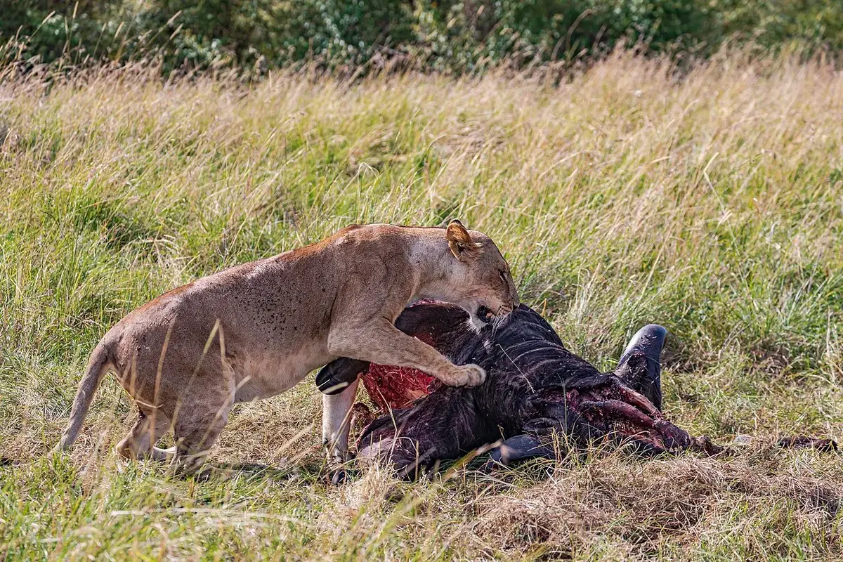 Lion, Kenya
