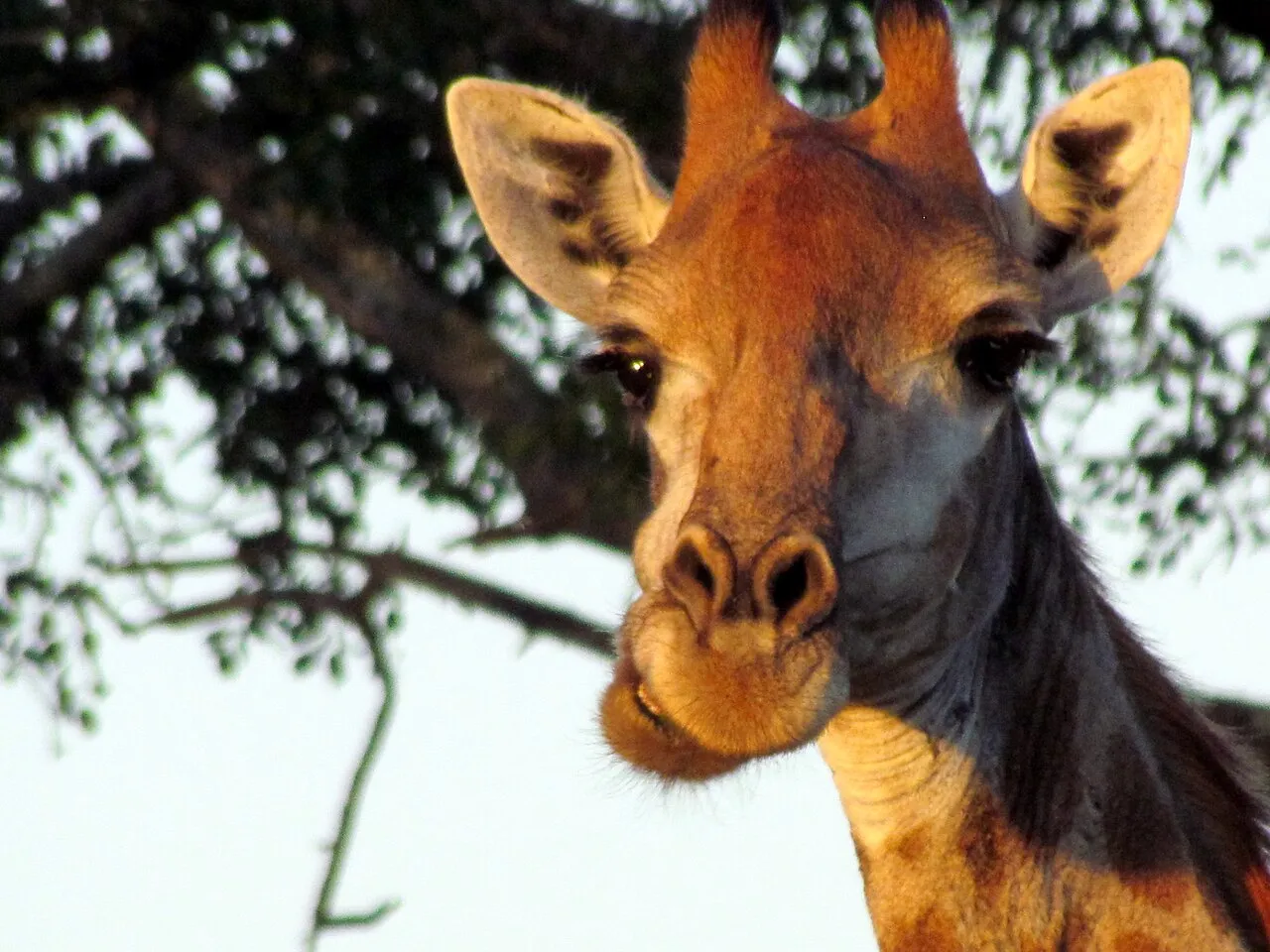Wildlife and game drives near Muthaiga Country Club Guest Rooms in Nairobi National Park