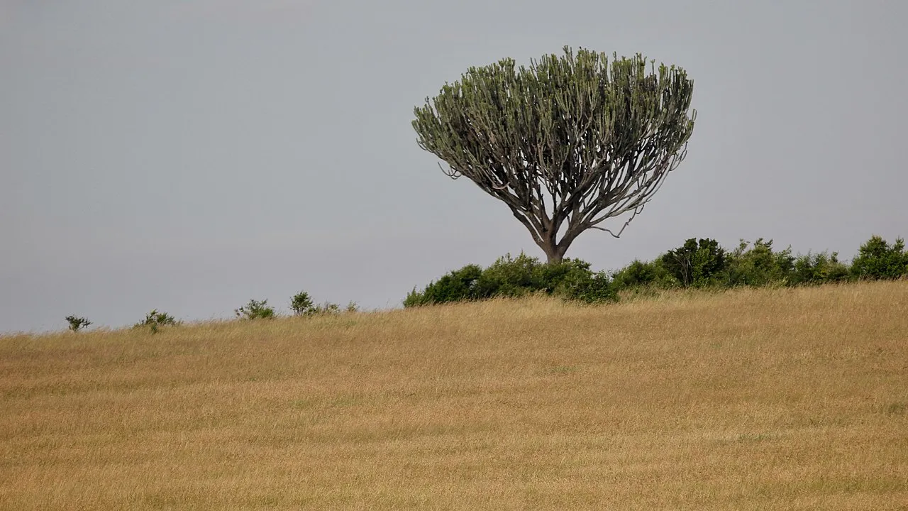 Landscape at the Maasai Mara. Nerok county, Kenya. June 2018.