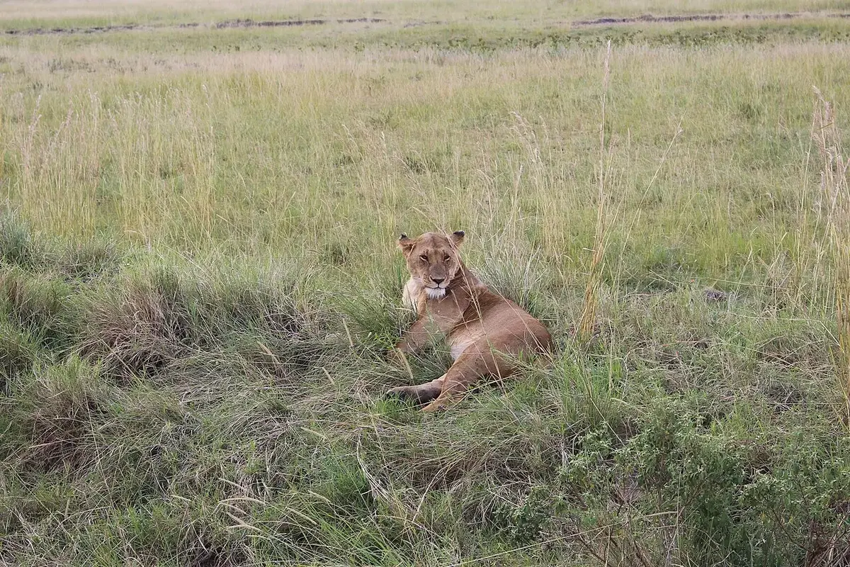 Southern African female lion resting in Maasai Mara Reserve, Kenya