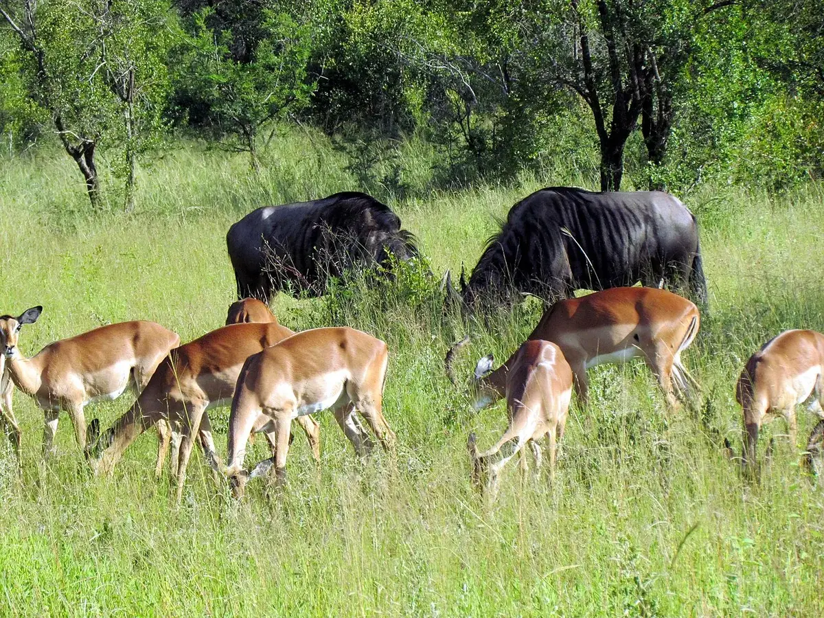 Wildlife and game drives near Karen Country Club Cottages in Nairobi National Park