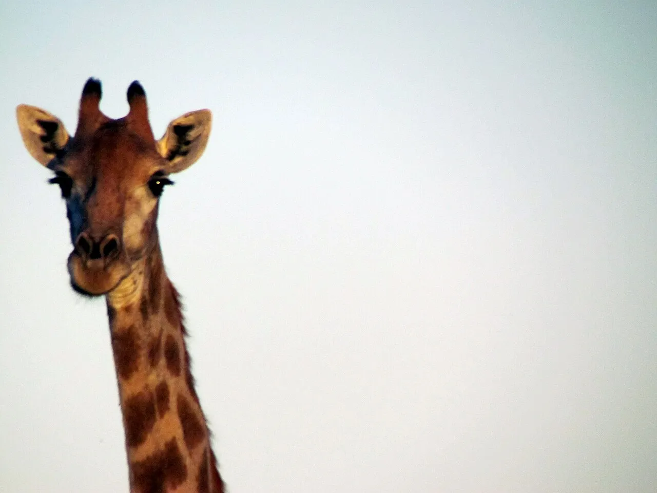 Wildlife and game drives near Four Seasons Safari Lodge Serengeti in Serengeti National Park