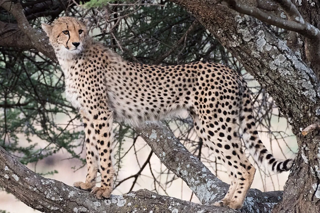 Serengeti National Park, Tanzania