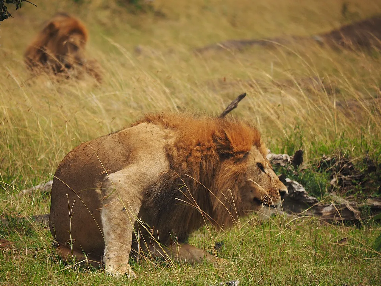 Lions @ Maasai Mara