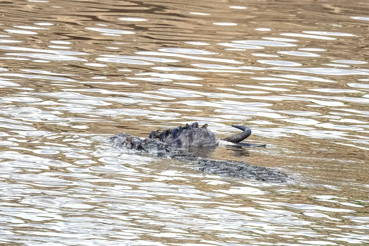 Patience pays off: Western white-bearded wildebeest (Connochaetes taurinus mearnsi) Mara River crossing 1g victim 3