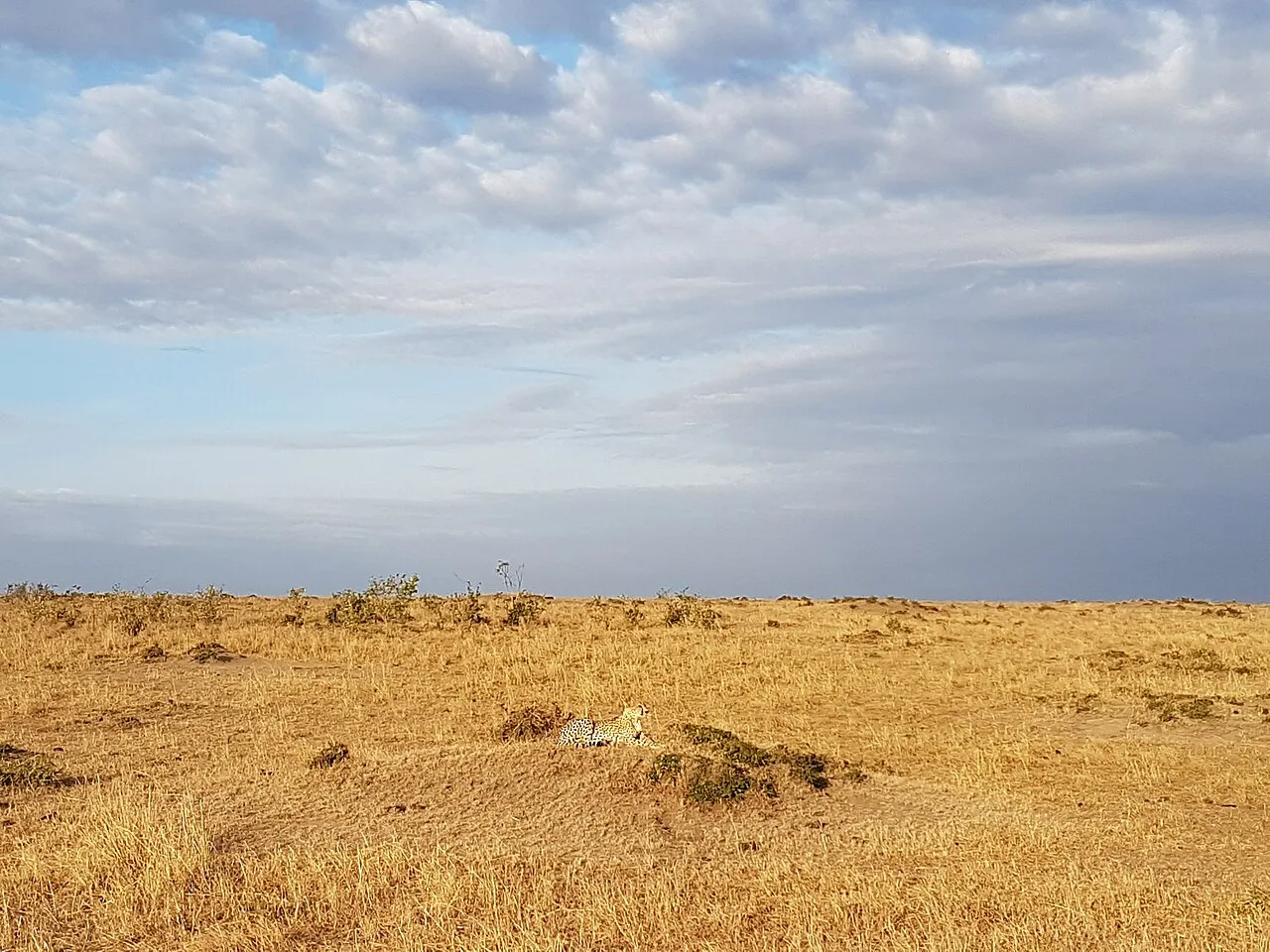 A majestic cheetah enjoys the sun in the Maasai Mara.