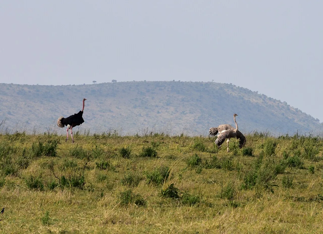 Serengeti landscape (7)