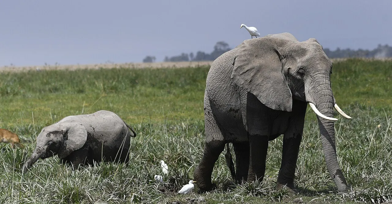 Amboseli National Park in Kenya has one of the strongest elephant populations in Africa.Photo by:Jan Fleischmann