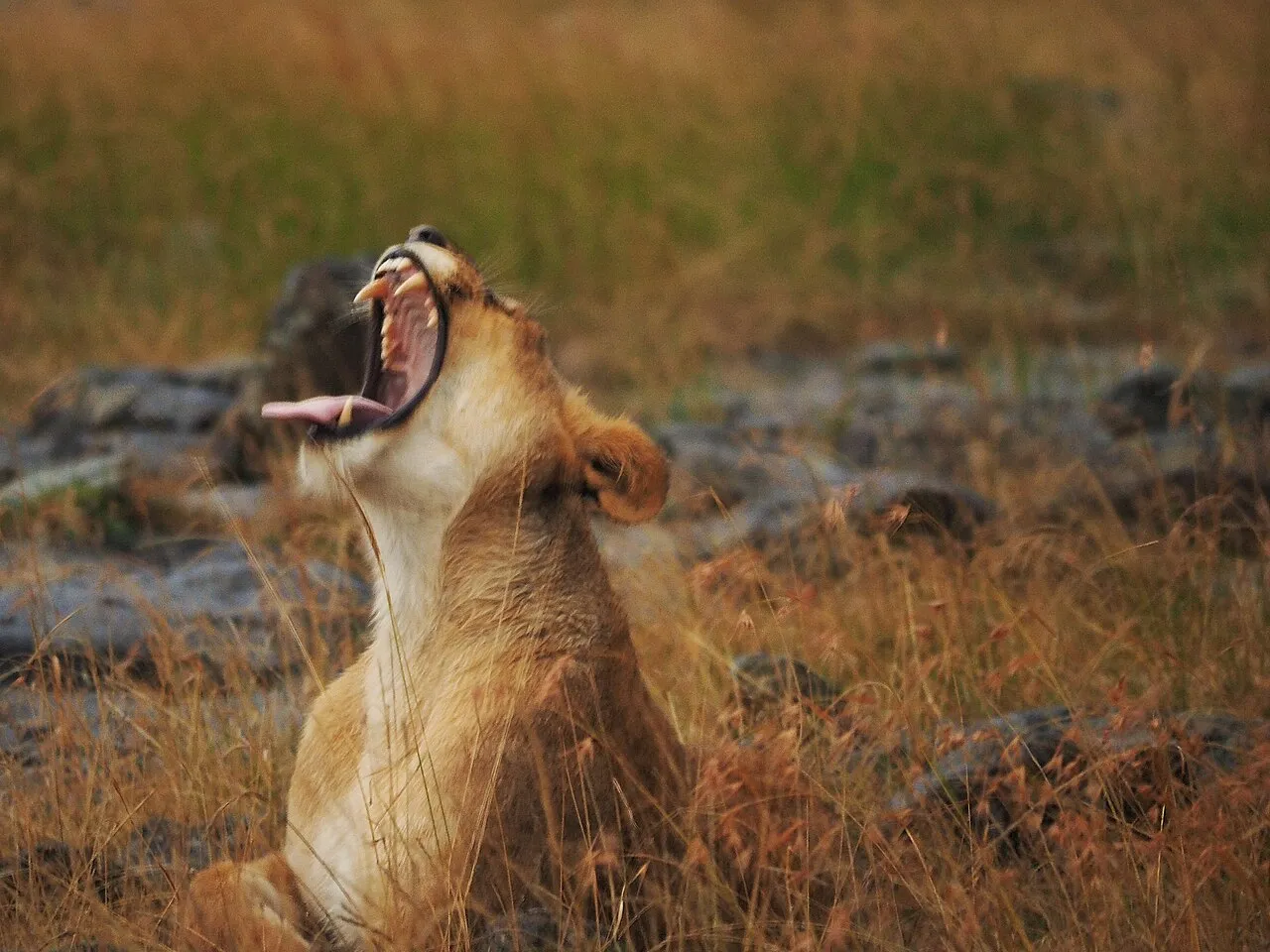 Lions @ Maasai Mara